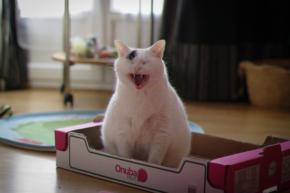 九游网页官网-“自由搏击热血沸腾，四川省体育馆迎来强者对决”