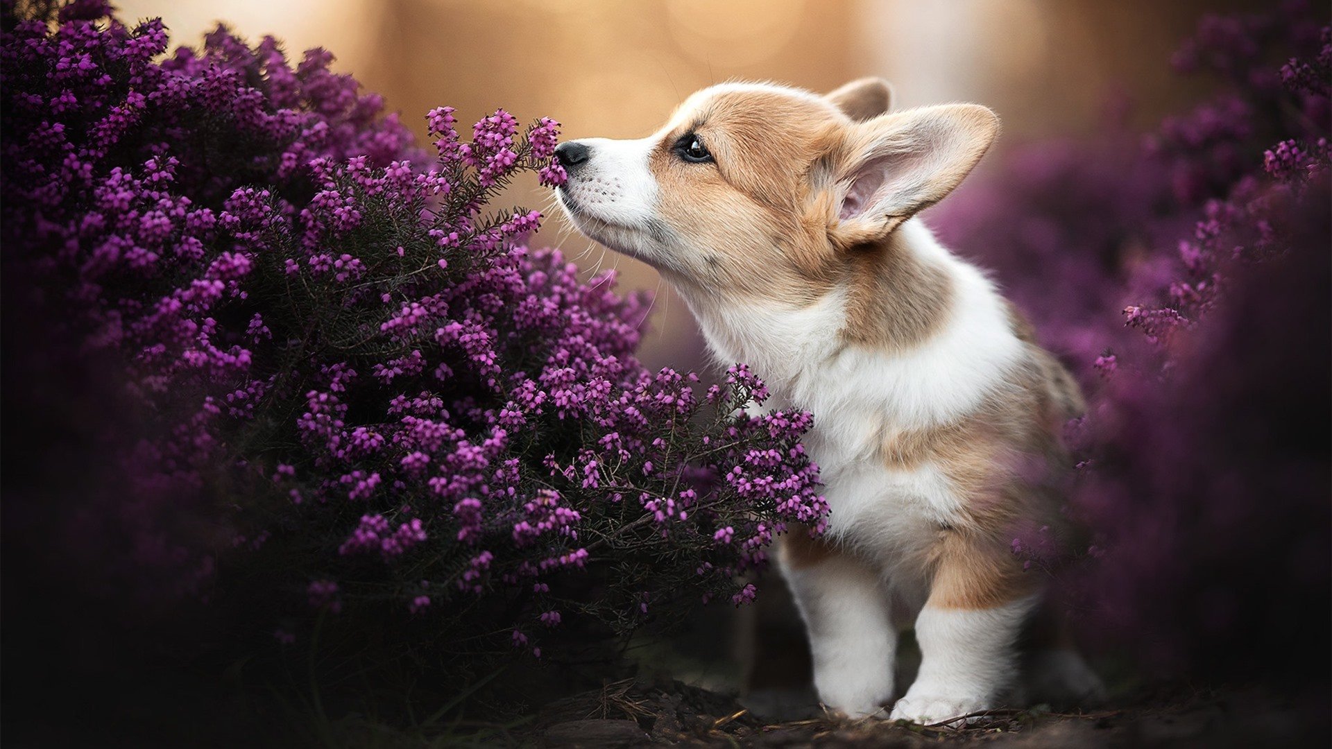 世界围棋赛黑白交锋智慧碰撞精彩纷呈，黑白围棋的玩法