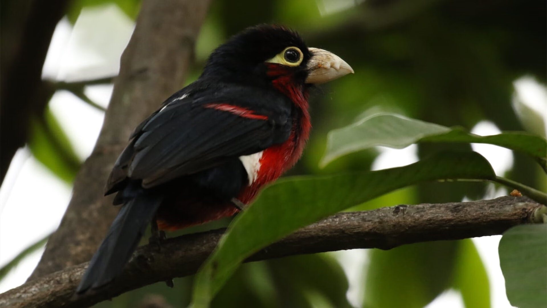 加拿大队在国际乒联混合团体世界杯中的稳健发挥与经验总结,加拿大乒乓球混双名单