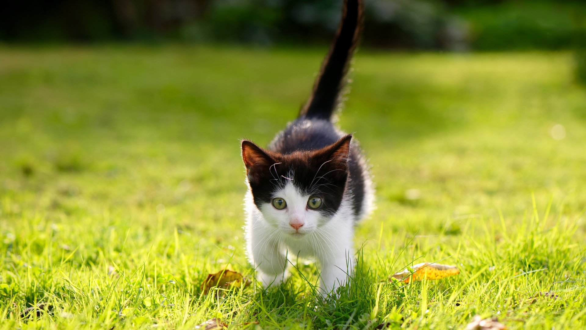 九游官网入口注册-国际乒联混合团体世界杯：罗马尼亚队能否迎来突破性发展，罗马尼亚乒乓球运动员男