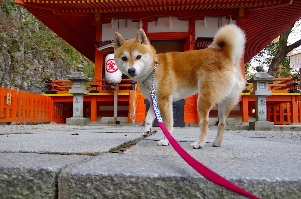 女队稳定发挥力压澳中两强，中澳女蓝