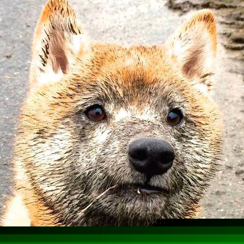 九游娱乐官方-波兰队赛制解析：团体赛中如何通过选手轮换增加灵活性，波兰队的