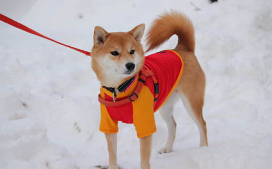 中国足球联赛推广社区足球活动增强群众参与度,社区足球赛的意义