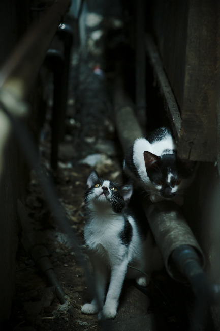 张雨霏谈比赛节奏称已逐步适应，张雨霏比赛视频回放